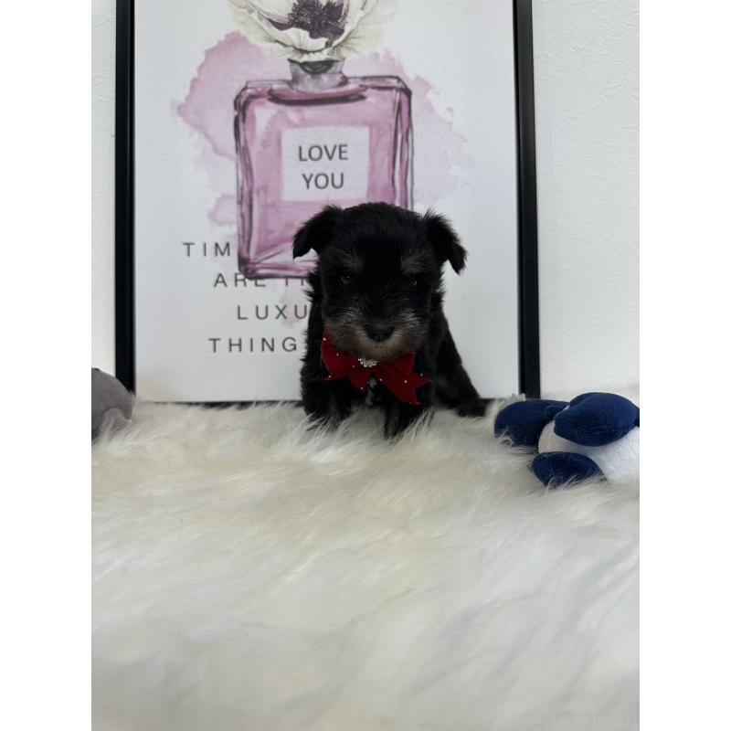 販売中の栃木県のミニチュアシュナウザー-422852の5枚目