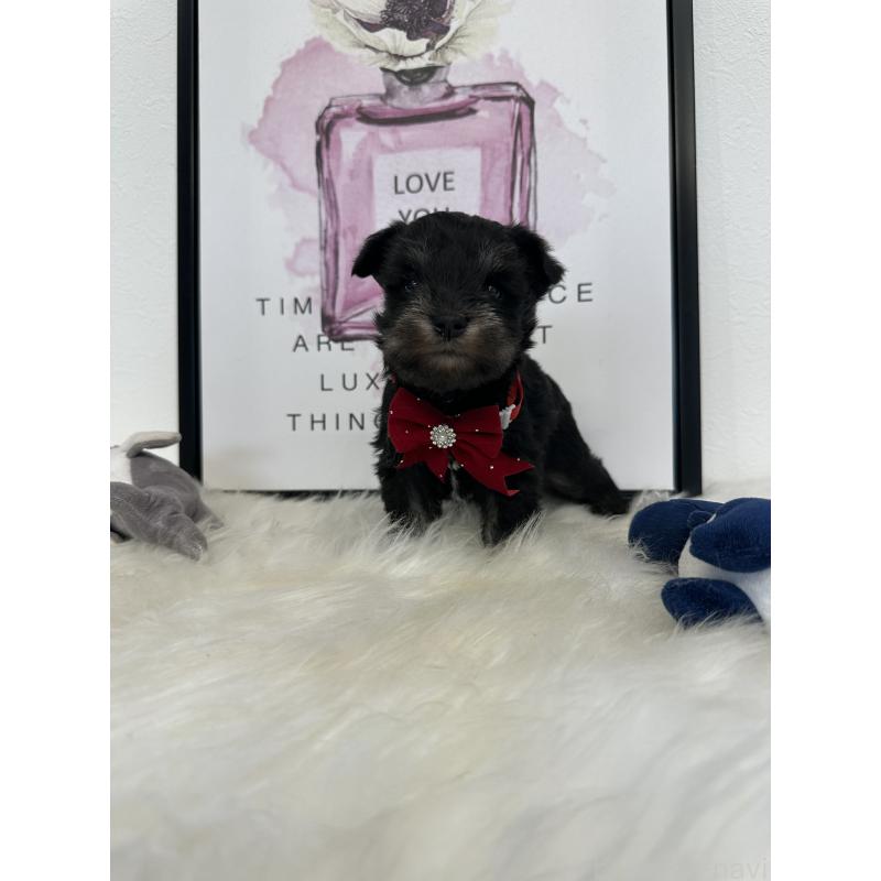 販売中の栃木県のミニチュアシュナウザー-422852の4枚目