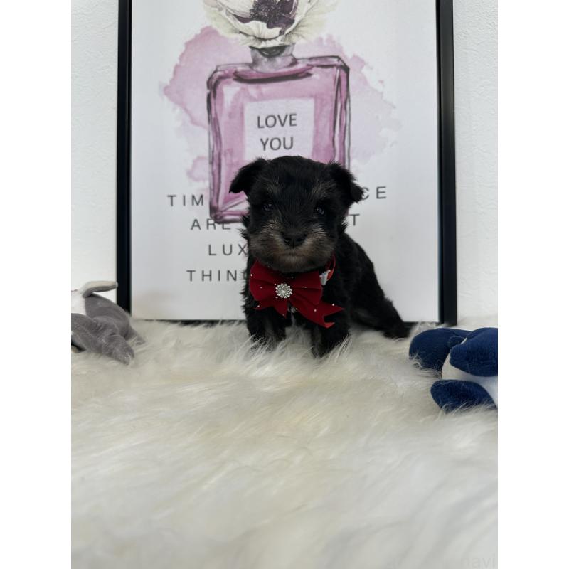 販売中の栃木県のミニチュアシュナウザー-422852の3枚目