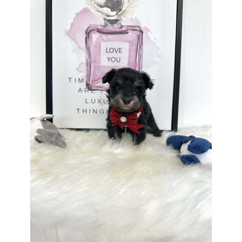 販売中の栃木県のミニチュアシュナウザー-422852の2枚目