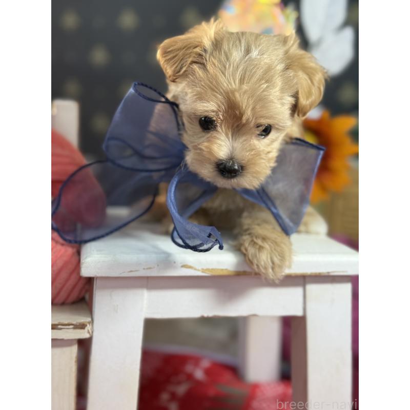 成約済の宮崎県のマルプー:マルチーズ×トイプードル-413021の13枚目