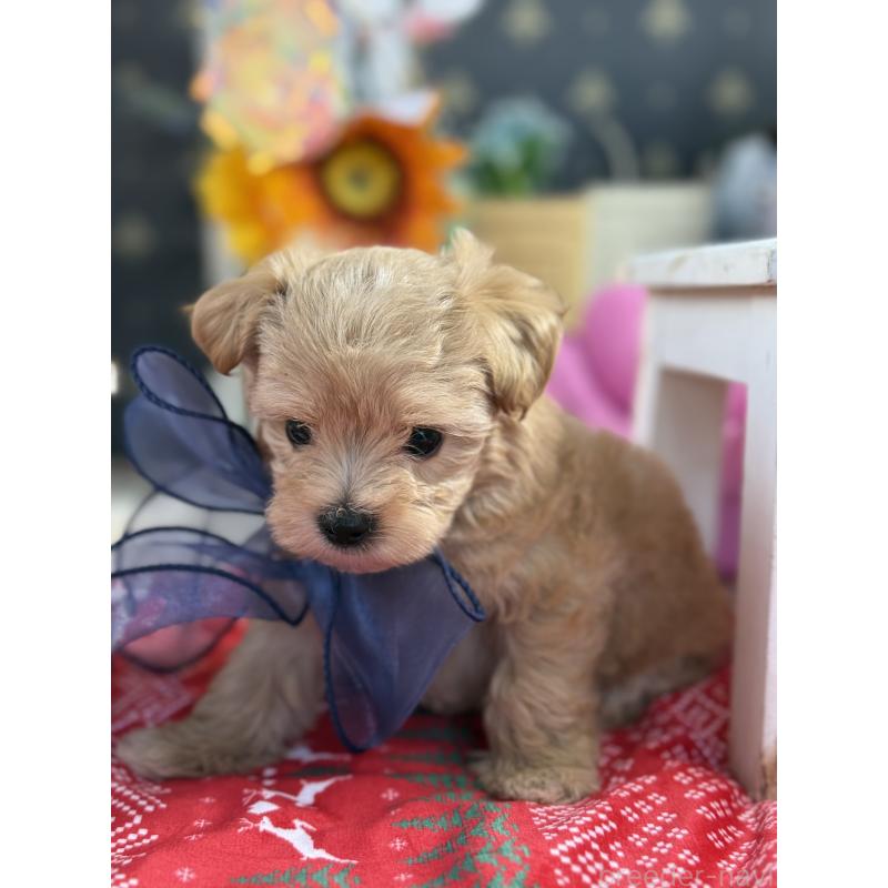 成約済の宮崎県のマルプー:マルチーズ×トイプードル-413021の12枚目