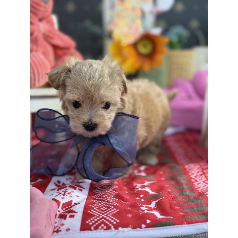 成約済の宮崎県のマルプー:マルチーズ×トイプードル-413021の11枚目