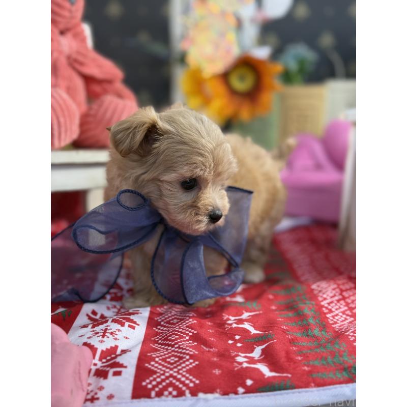 成約済の宮崎県のマルプー:マルチーズ×トイプードル-413021の10枚目