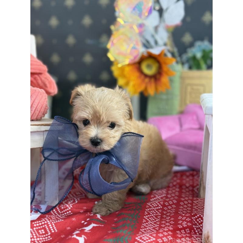 成約済の宮崎県のマルプー:マルチーズ×トイプードル-413021の9枚目