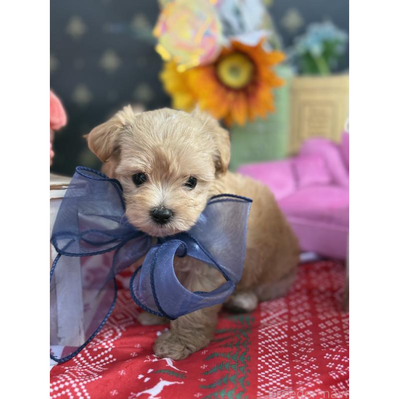 成約済の宮崎県のマルプー:マルチーズ×トイプードル-413021の8枚目