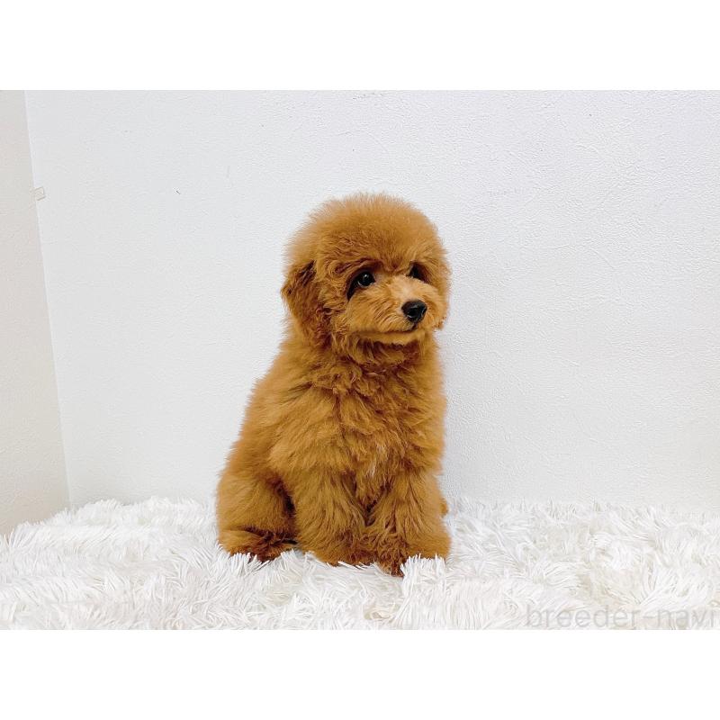 販売中の滋賀県のトイプードル-410432の8枚目