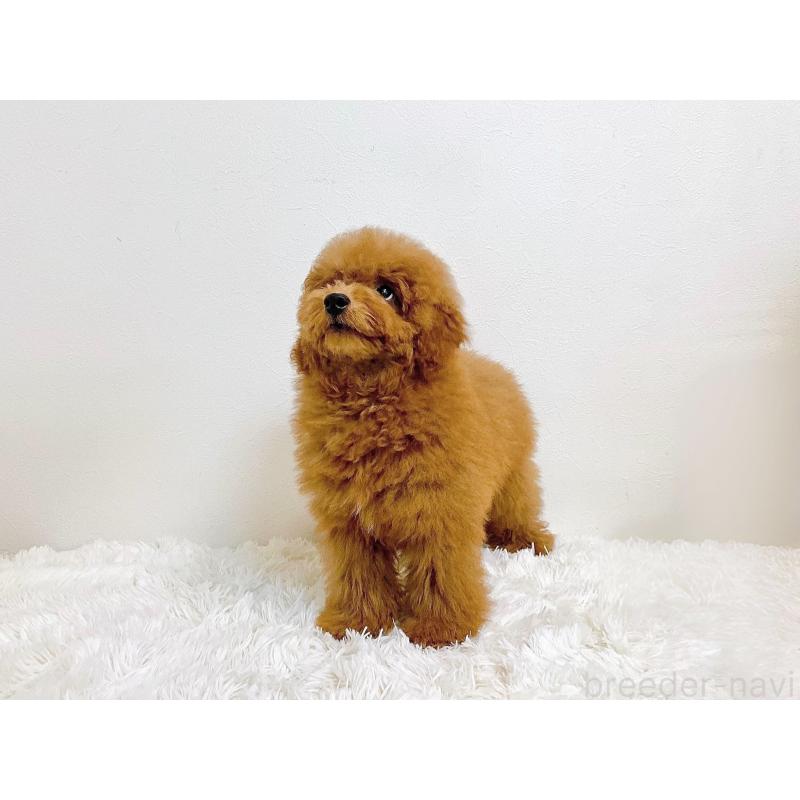 販売中の滋賀県のトイプードル-410432の7枚目