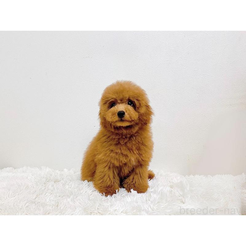 販売中の滋賀県のトイプードル-410432の6枚目