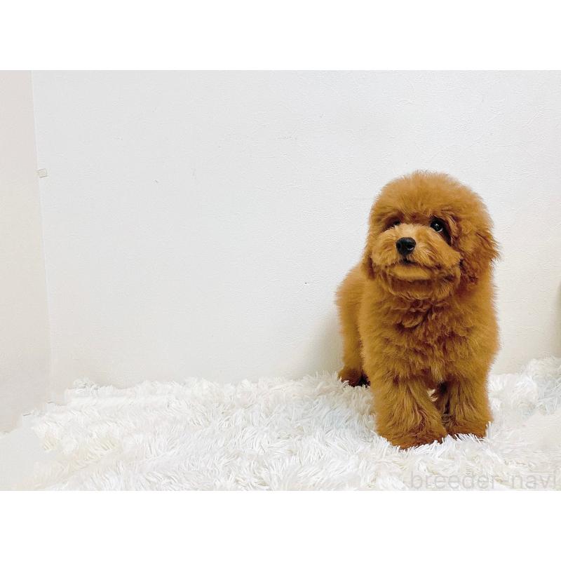 販売中の滋賀県のトイプードル-410432の4枚目