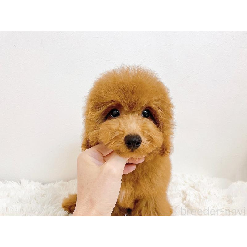 販売中の滋賀県のトイプードル-410432の3枚目