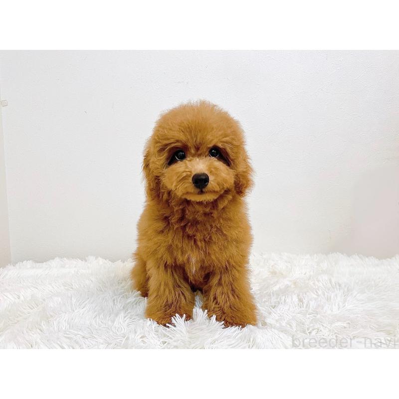 販売中の滋賀県のトイプードル-410432の2枚目