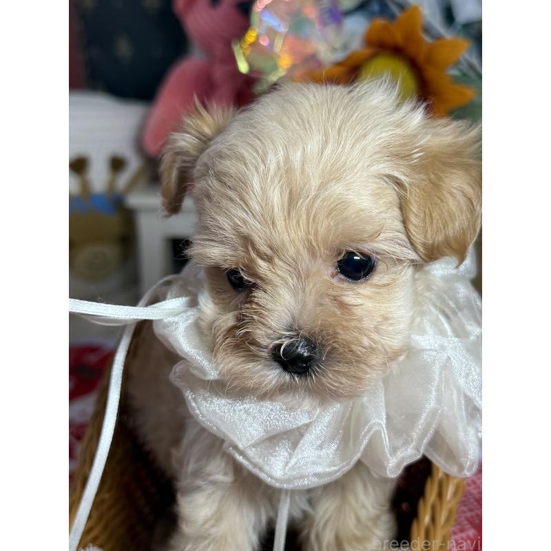 販売中の宮崎県のマルプー:マルチーズ×トイプードル-421374の10枚目