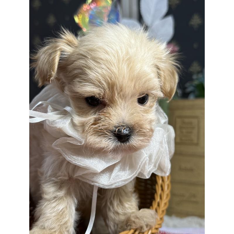 販売中の宮崎県のマルプー:マルチーズ×トイプードル-421374の9枚目