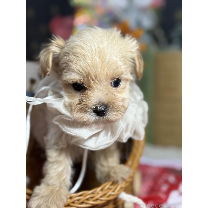 販売中の宮崎県のマルプー:マルチーズ×トイプードル-421374の8枚目