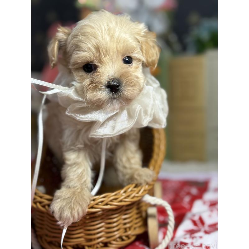 販売中の宮崎県のマルプー:マルチーズ×トイプードル-421374の7枚目