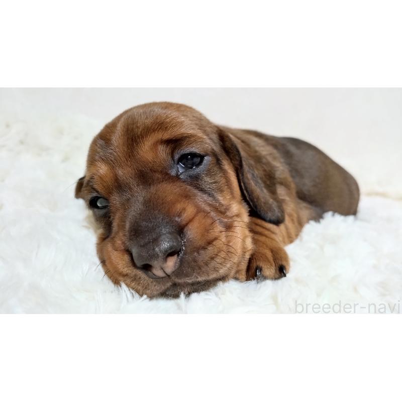 販売中の北海道のミニチュアダックスフンド(ワイヤーヘアード)-420092