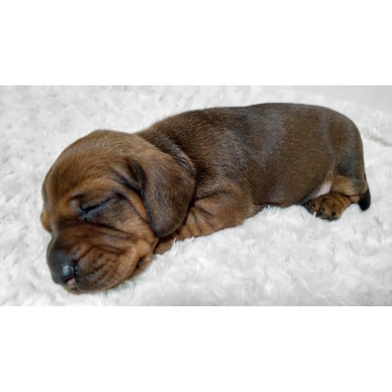 販売中の北海道のミニチュアダックスフンド(ワイヤーヘアード)-420092の5枚目