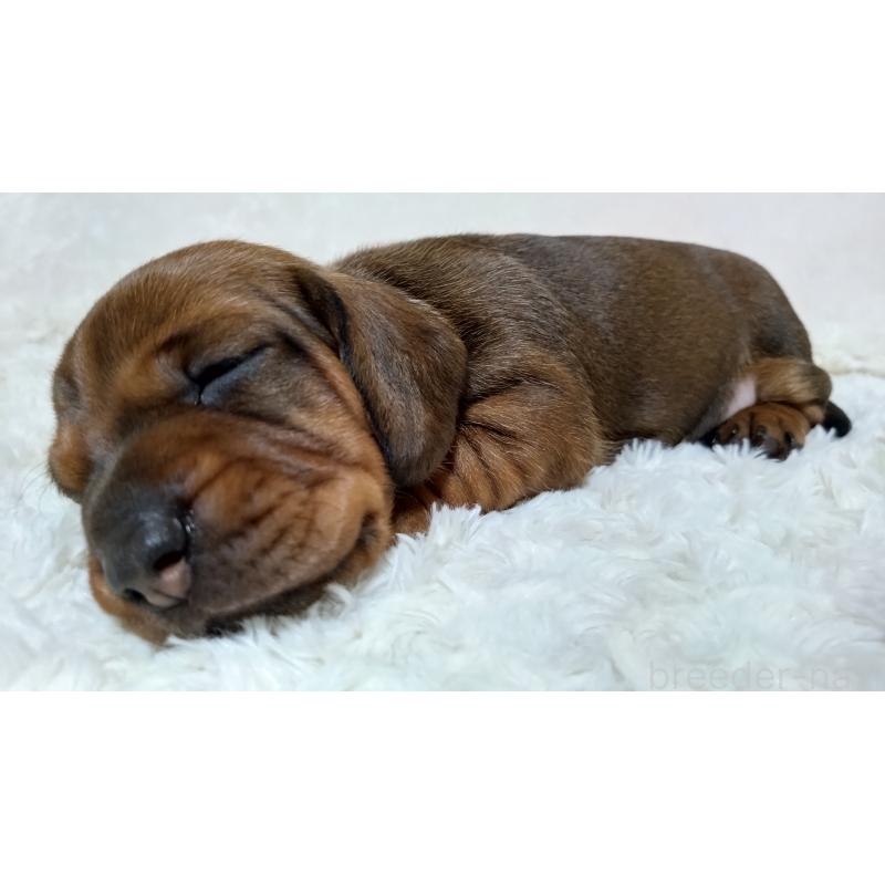 販売中の北海道のミニチュアダックスフンド(ワイヤーヘアード)-420092の4枚目