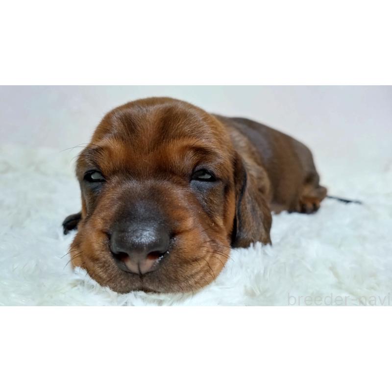 販売中の北海道のミニチュアダックスフンド(ワイヤーヘアード)-420092の3枚目