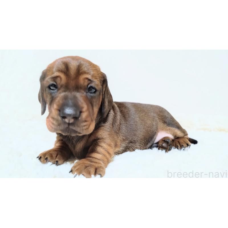 販売中の北海道のミニチュアダックスフンド(ワイヤーヘアード)-420092の2枚目