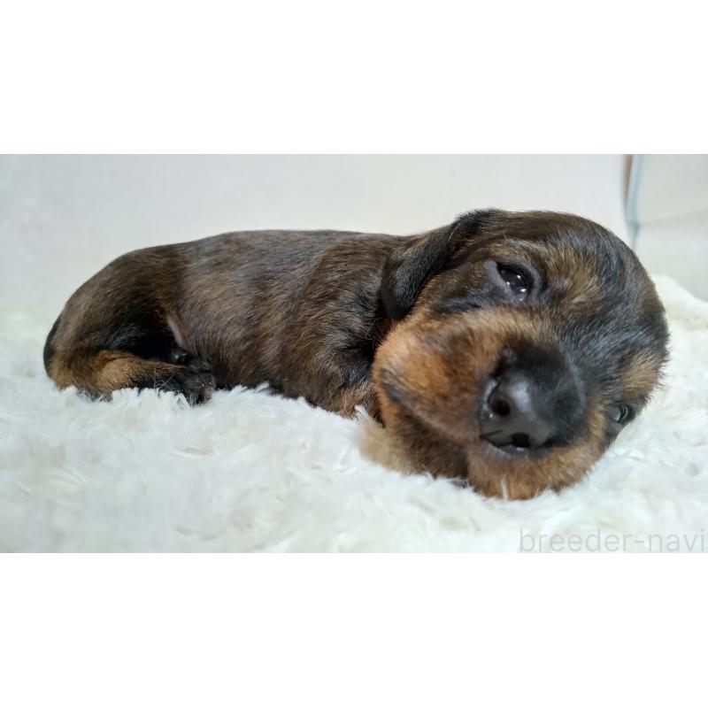 販売中の北海道のミニチュアダックスフンド(ワイヤーヘアード)-420124の5枚目