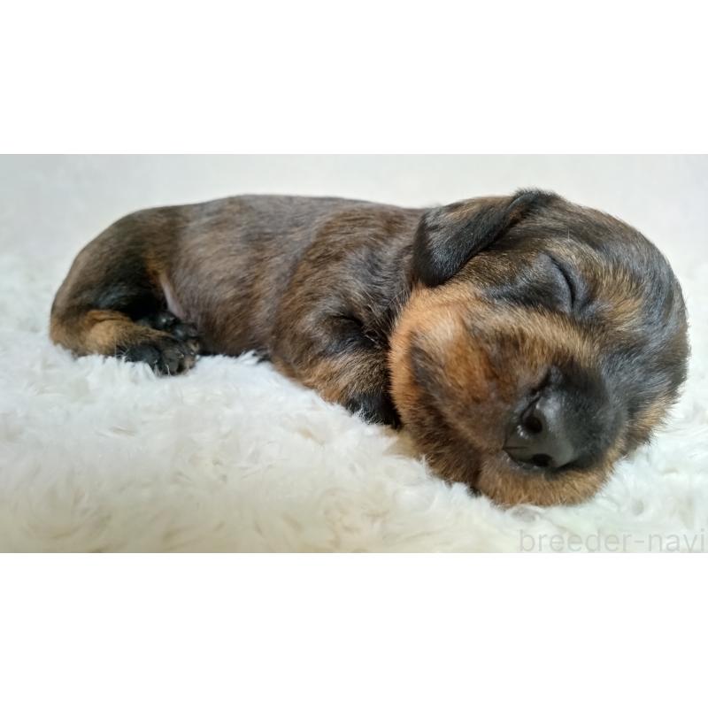 販売中の北海道のミニチュアダックスフンド(ワイヤーヘアード)-420124の4枚目