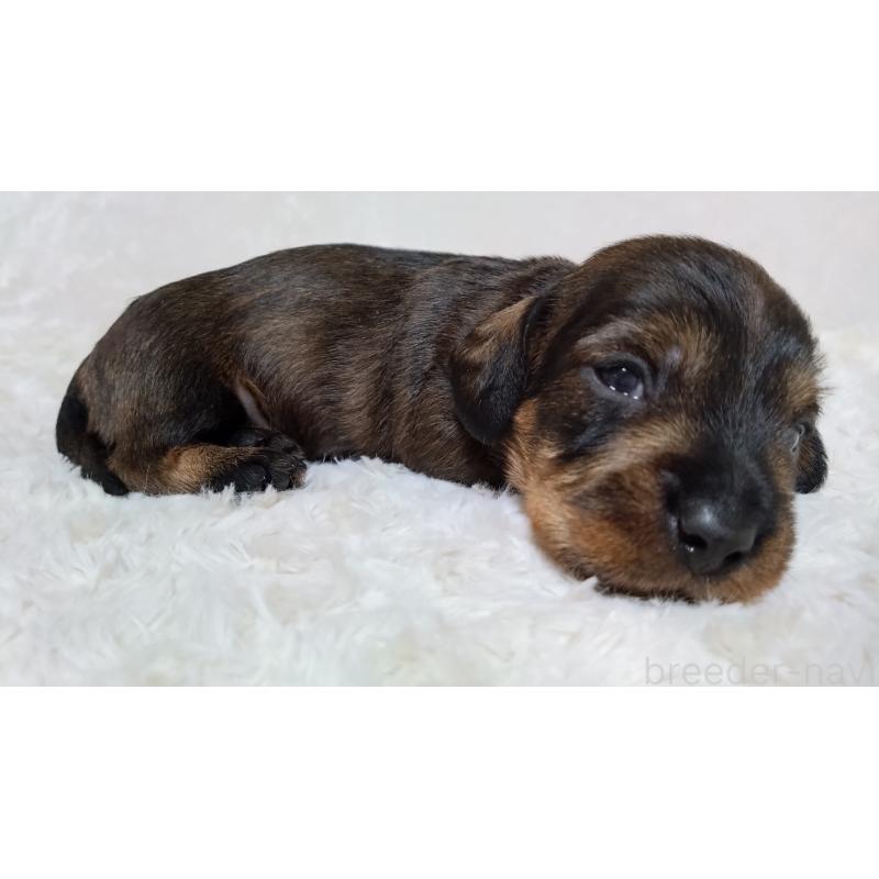 販売中の北海道のミニチュアダックスフンド(ワイヤーヘアード)-420124の2枚目