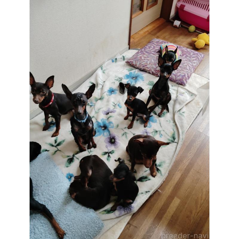 販売中の大阪府のミニチュアピンシャー(ミニピン)-409848の2枚目