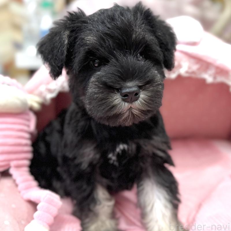 販売中の大阪府のミニチュアシュナウザー-422874の9枚目