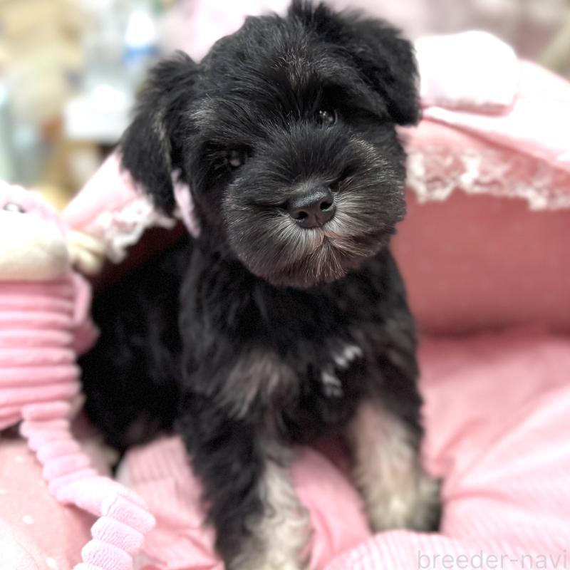 販売中の大阪府のミニチュアシュナウザー-422874の8枚目