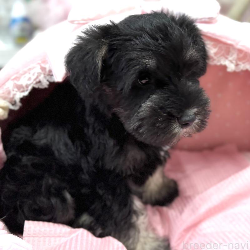 販売中の大阪府のミニチュアシュナウザー-422874の7枚目