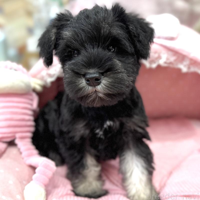 販売中の大阪府のミニチュアシュナウザー-422874の6枚目