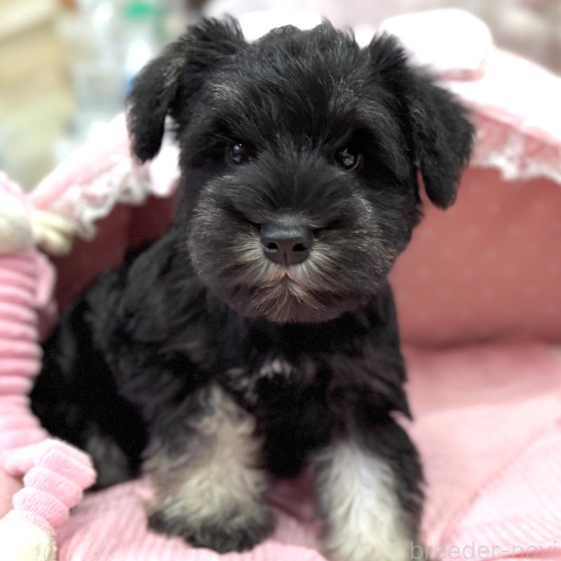 販売中の大阪府のミニチュアシュナウザー-422874の5枚目