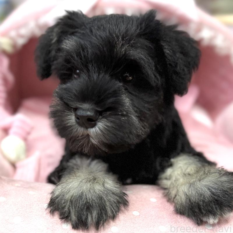 販売中の大阪府のミニチュアシュナウザー-422874の4枚目