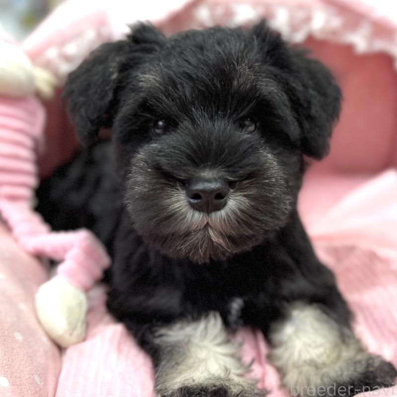 販売中の大阪府のミニチュアシュナウザー-422874の3枚目