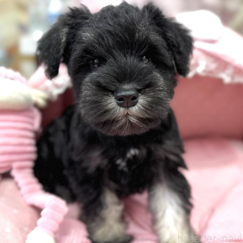 販売中の大阪府のミニチュアシュナウザー-422874の2枚目