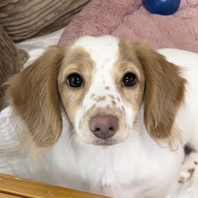 成約済の神奈川県のミニチュアダックスフンド(ロングヘアード)-410506の2枚目