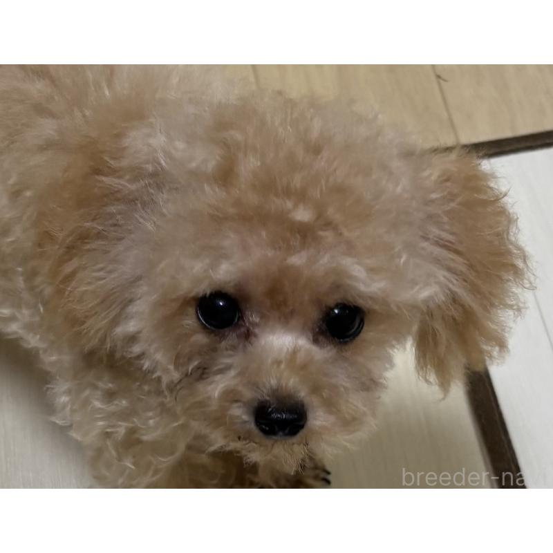 商談中の香川県のティーカッププードル-391040の4枚目