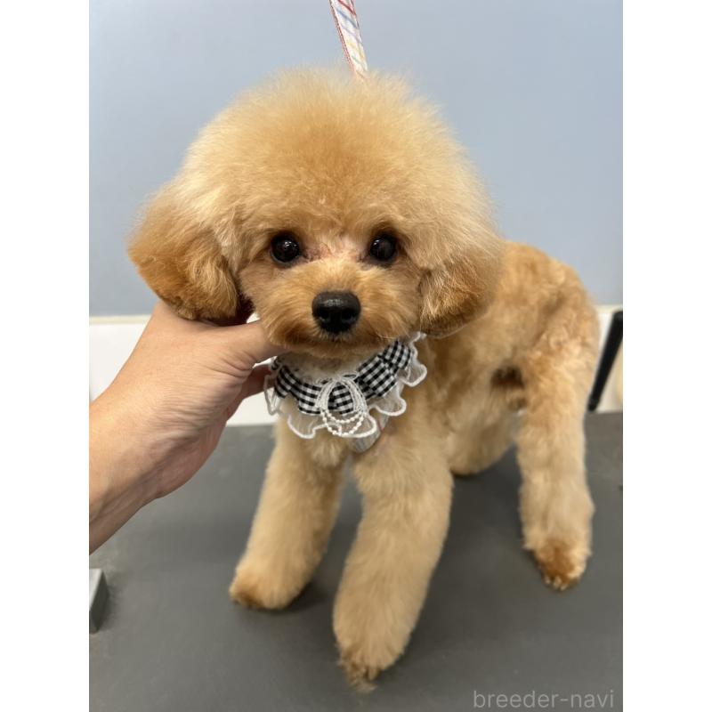 販売中の香川県のタイニープードル-390354の6枚目