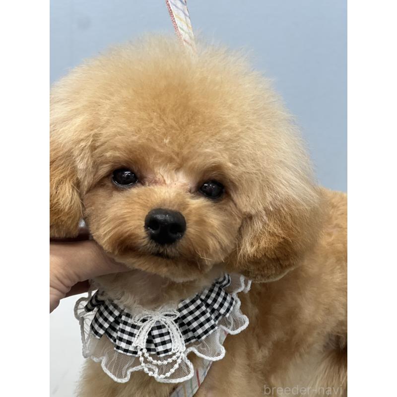 販売中の香川県のタイニープードル-390354の5枚目