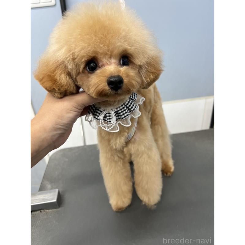 販売中の香川県のタイニープードル-390354の4枚目