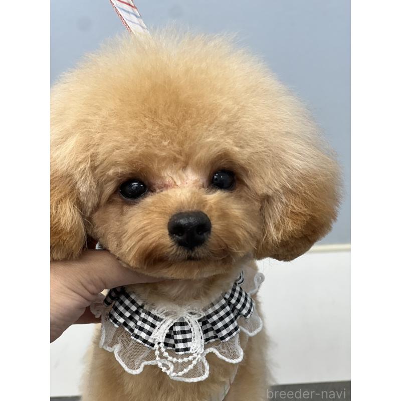 販売中の香川県のタイニープードル-390354の3枚目
