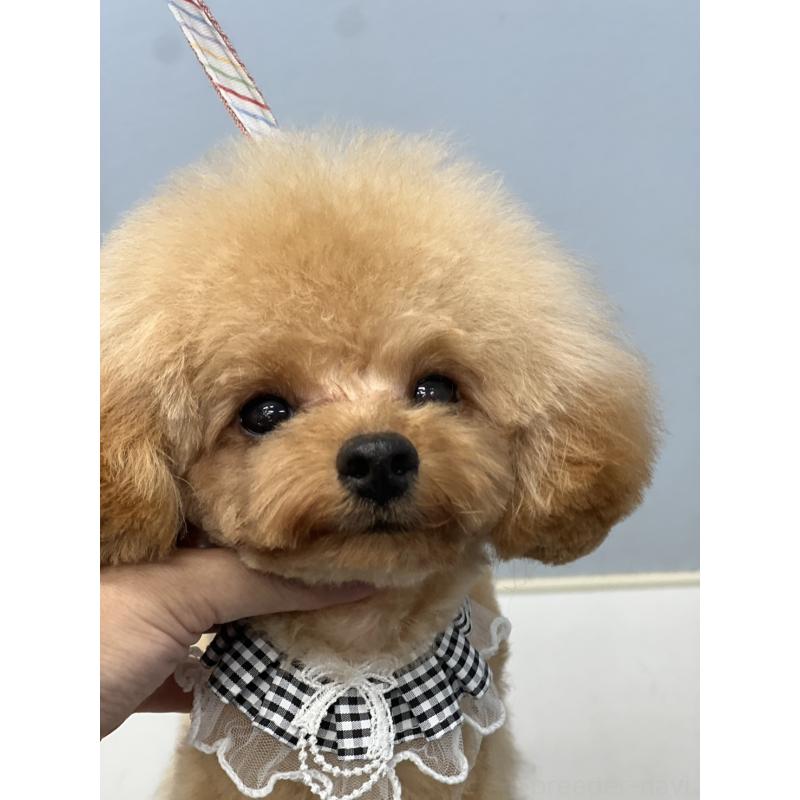 販売中の香川県のタイニープードル-390354の2枚目