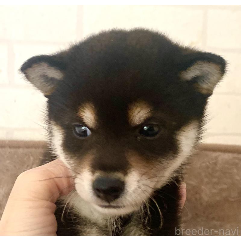 販売中の静岡県の豆柴-422876の2枚目