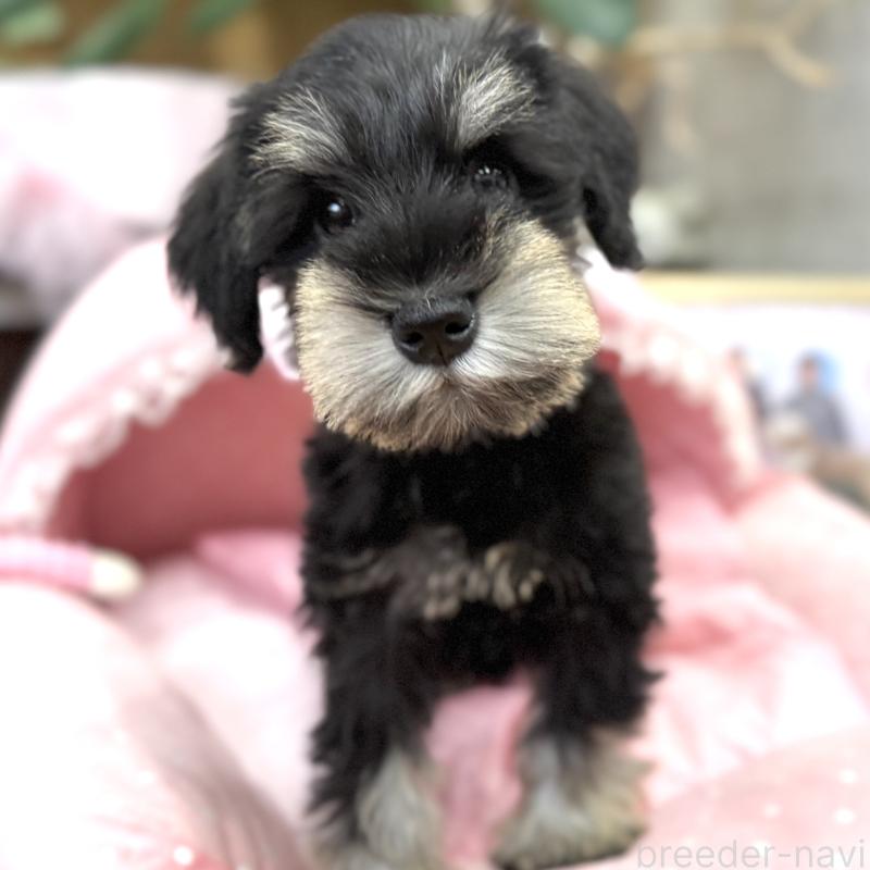 販売中の大阪府のミニチュアシュナウザー-422875の9枚目