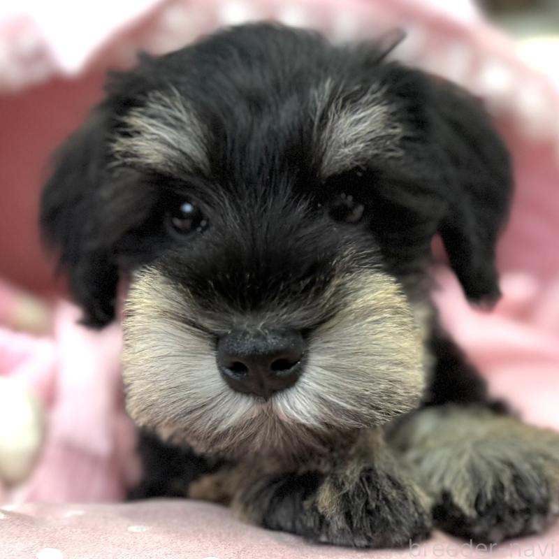 販売中の大阪府のミニチュアシュナウザー-422875の8枚目