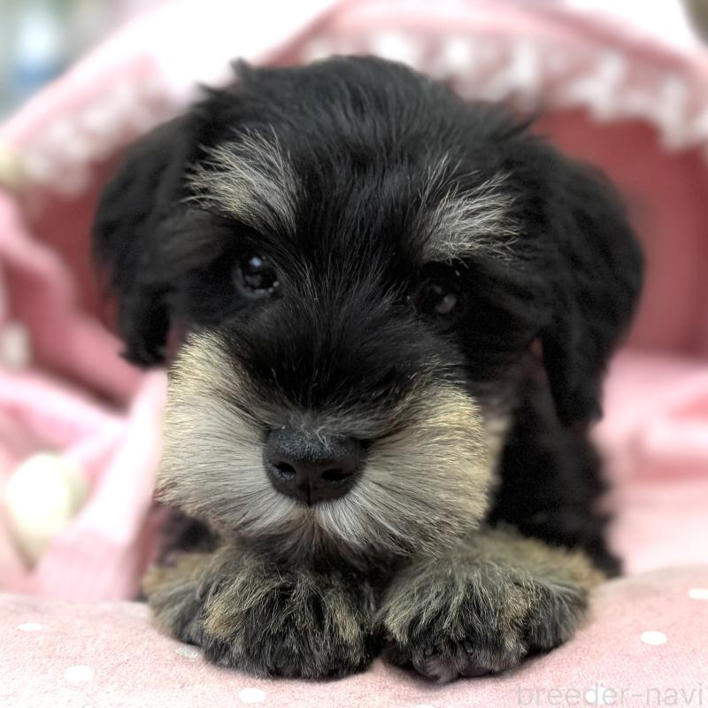 販売中の大阪府のミニチュアシュナウザー-422875の7枚目