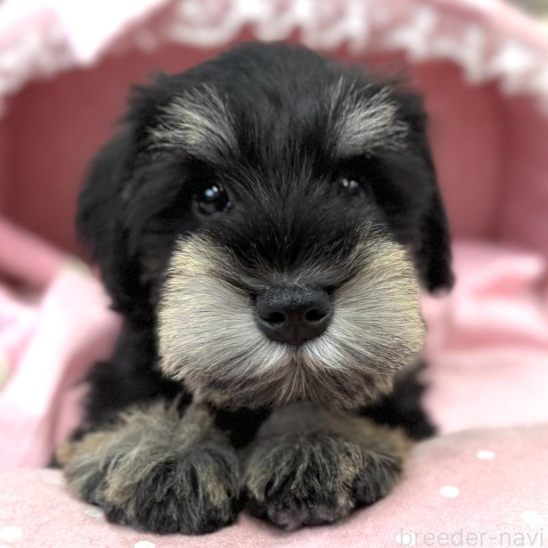 販売中の大阪府のミニチュアシュナウザー-422875の6枚目