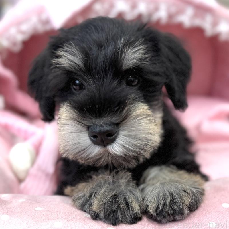 販売中の大阪府のミニチュアシュナウザー-422875の5枚目